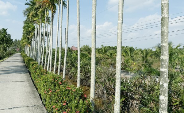 Cà Mau lập 13 phường: Hồng Dân với khát vọng vươn lên mạnh mẽ Cà Mau lập 13 phường: Hồng Dân với khát vọng vươn lên mạnh mẽ