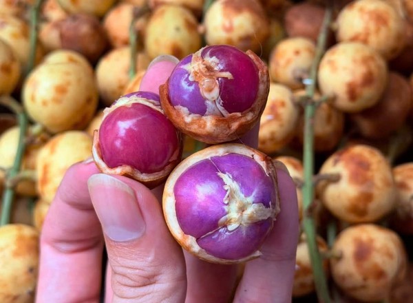 Nhiều người lần đầu thấy trái dâu da ruột tím giá 120.000 đồng/kg: Hương vị thế nào? Nhiều người lần đầu thấy trái dâu da ruột tím giá 120.000 đồng/kg: Hương vị thế nào?