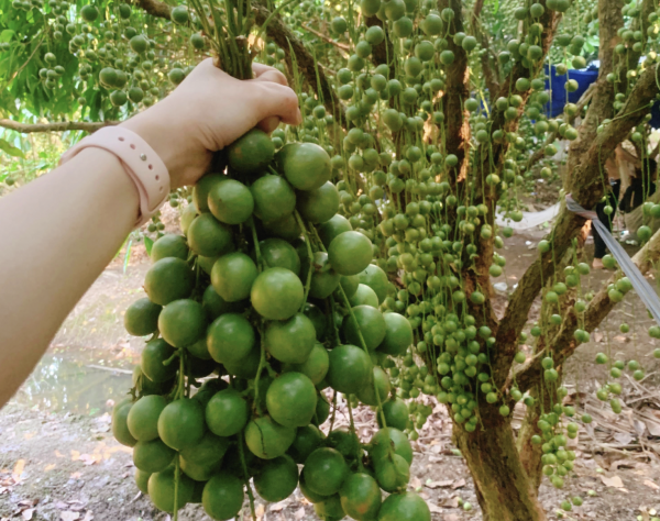 Nhiều người lần đầu thấy trái dâu da ruột tím giá 120.000 đồng/kg: Hương vị thế nào? Nhiều người lần đầu thấy trái dâu da ruột tím giá 120.000 đồng/kg: Hương vị thế nào?